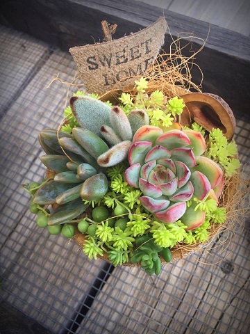 多肉植物アレンジ