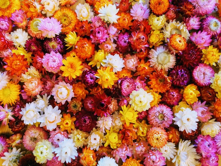 ドライフラワー